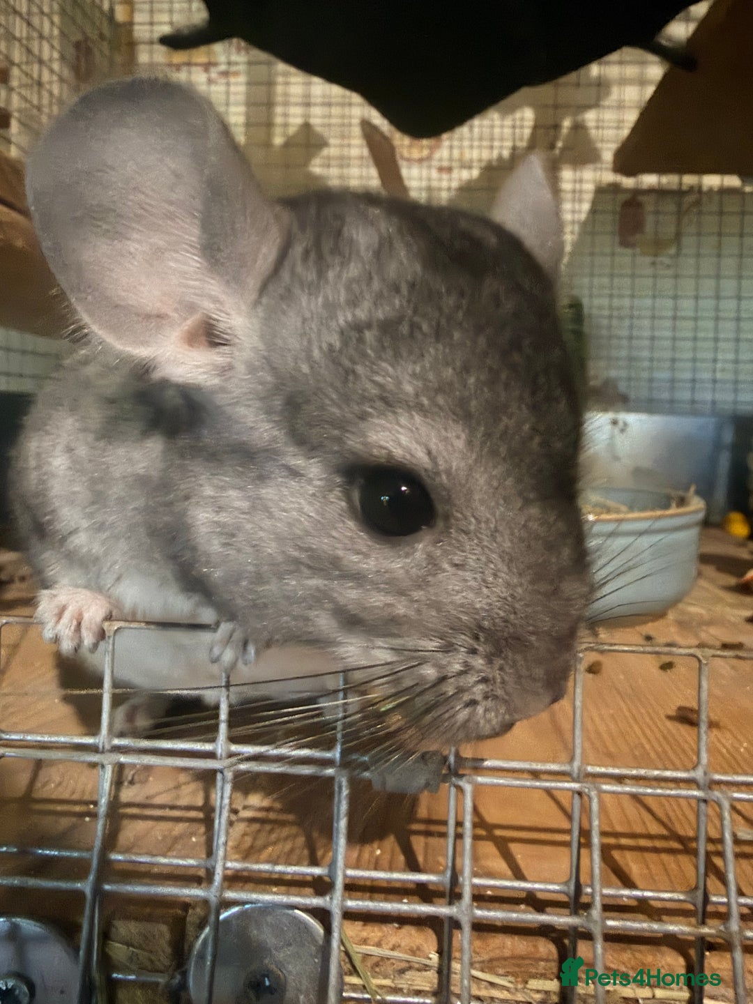 Chinchilla rodents for sale: Grey boy ready to go now - Advert 1