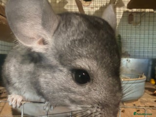 Chinchilla rodents Grey boy ready to go now - Advert 1