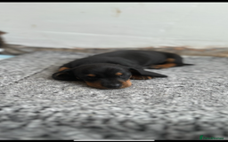Miniature Dachshund dogs for sale:   🐾READY NOW🐾 | ONLY 1 BOY LEFT - Image 18