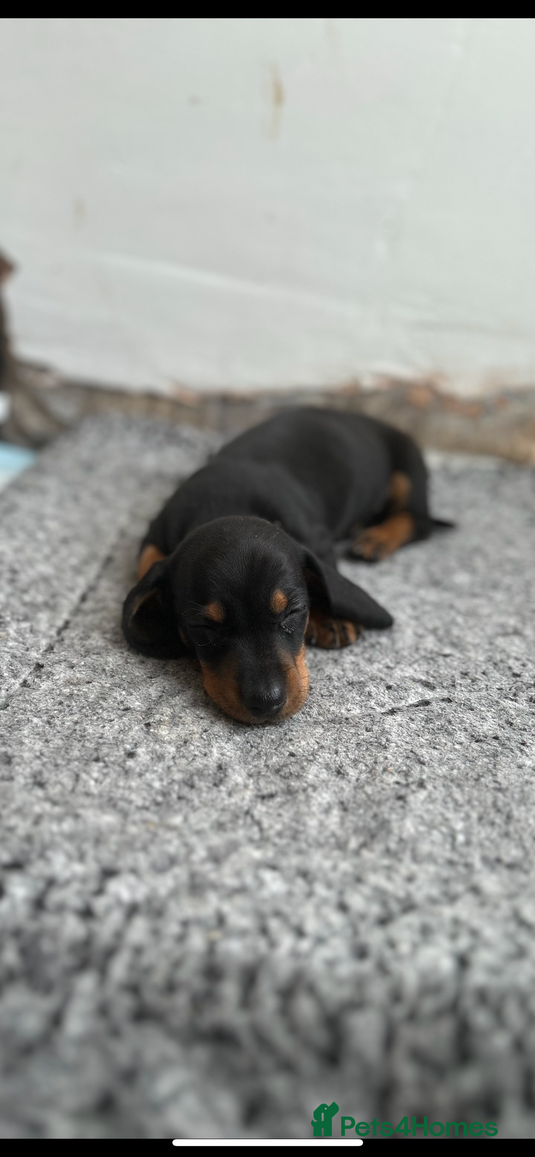 Miniature Dachshund dogs for sale:   🐾READY NOW🐾 | ONLY 1 BOY LEFT - Image 18
