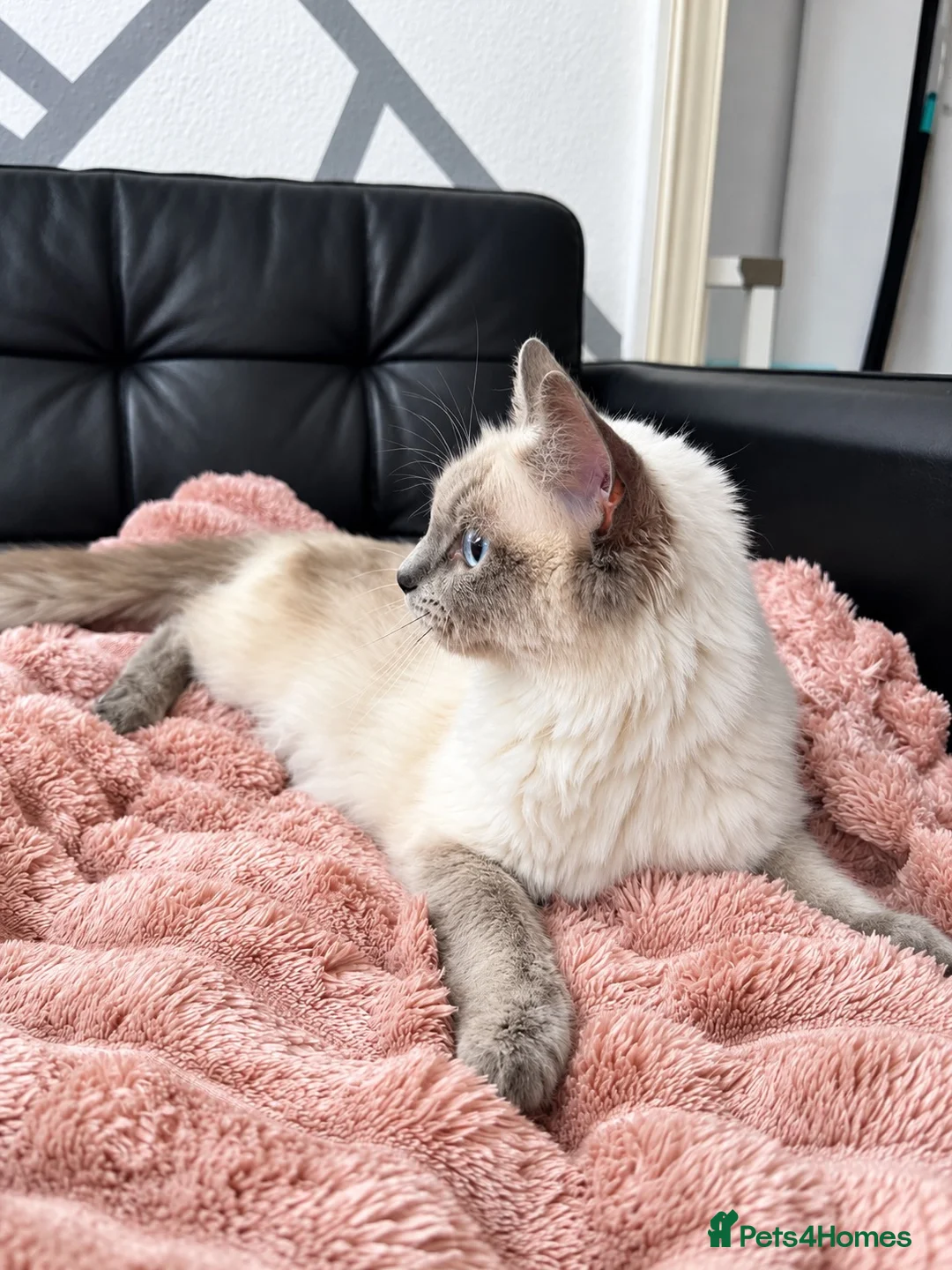 Ragdoll cats for sale: Ragdoll - Advert 2