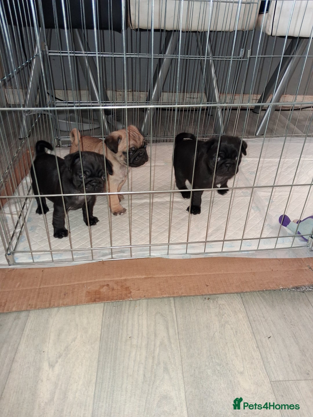 Pug dogs for sale: 5 adorable pug puppies for sale  - Advert 21