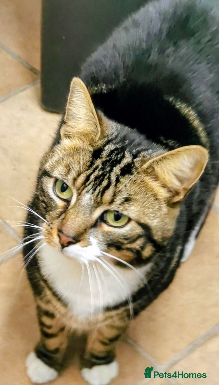 Mixed Breed cats for sale: Lovely 4-Year-Old Tabby Looking for a Loving Home - Advert 2