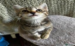 British Shorthair cats for sale: British Shorthair Kittens -Ready for Loving Homes  - Image 9