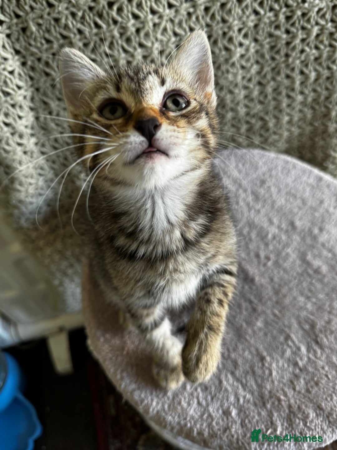 British Shorthair cats for sale: British Shorthair Kittens -Ready for Loving Homes  - Image 9