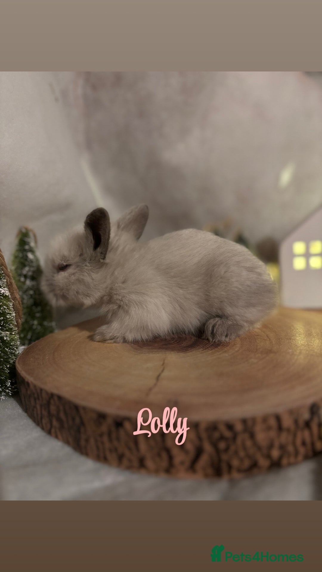 Lionhead rabbits for sale: Lion head babies  - Advert 3