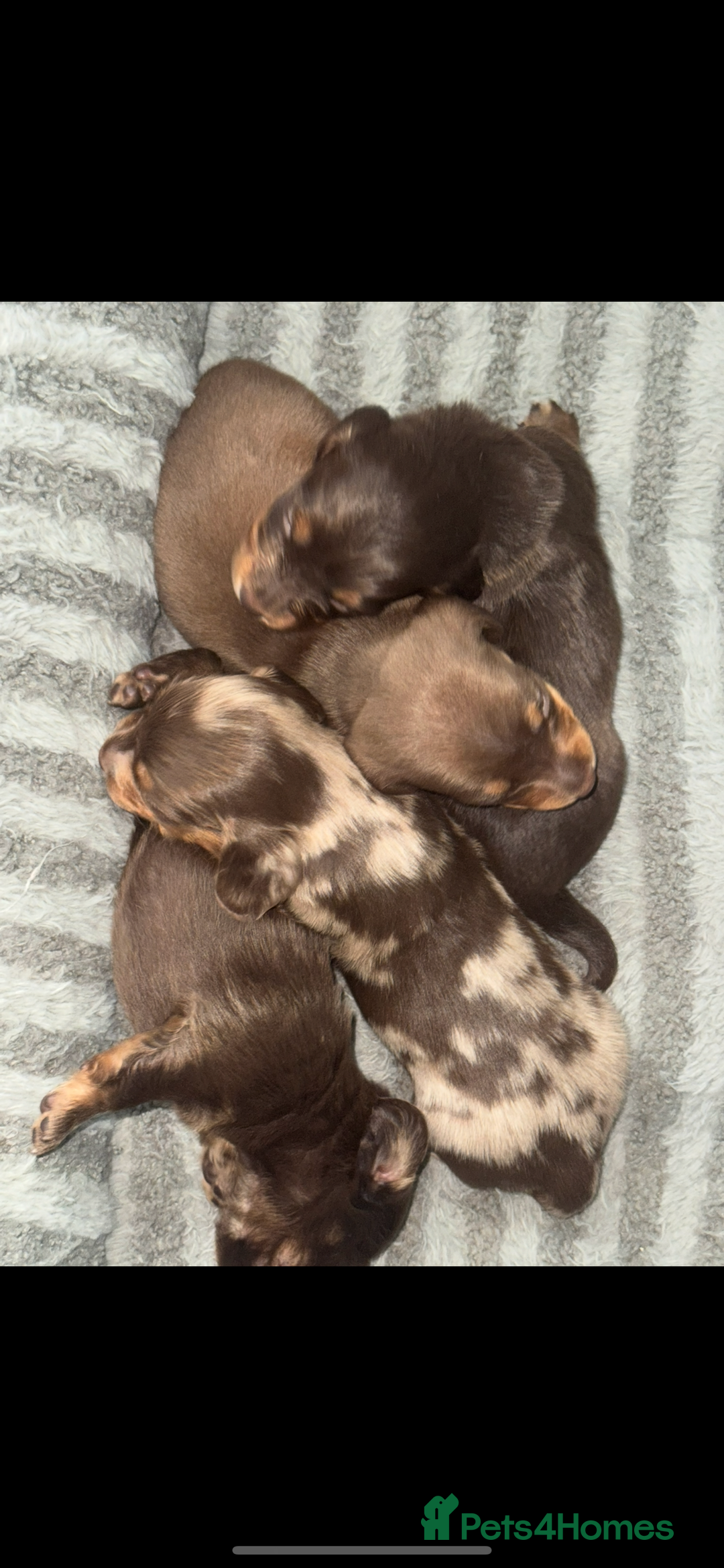 Miniature Dachshund dogs for sale: 2 girls left miniature sausages  - Advert 2
