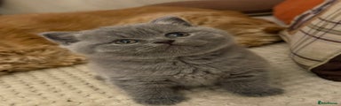 British Shorthair Kitten 1