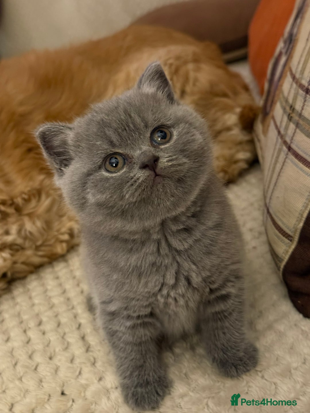 British Shorthair cats for sale: Blue British Shorthair Girl-GCCF-Stunning Baby - Advert 8
