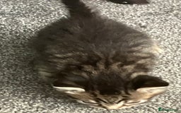Mixed Breed cats for sale: 3 gorgeous Toms for sale - Image 21
