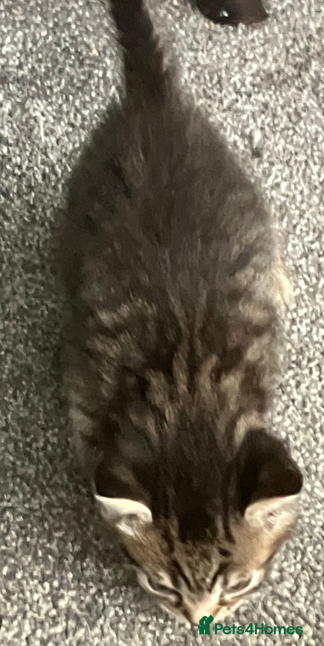 Mixed Breed cats for sale: 3 gorgeous Toms for sale - Image 21