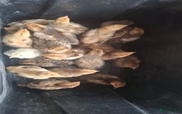 Chickens poultry for sale: Brahma chicks available  - Image 2