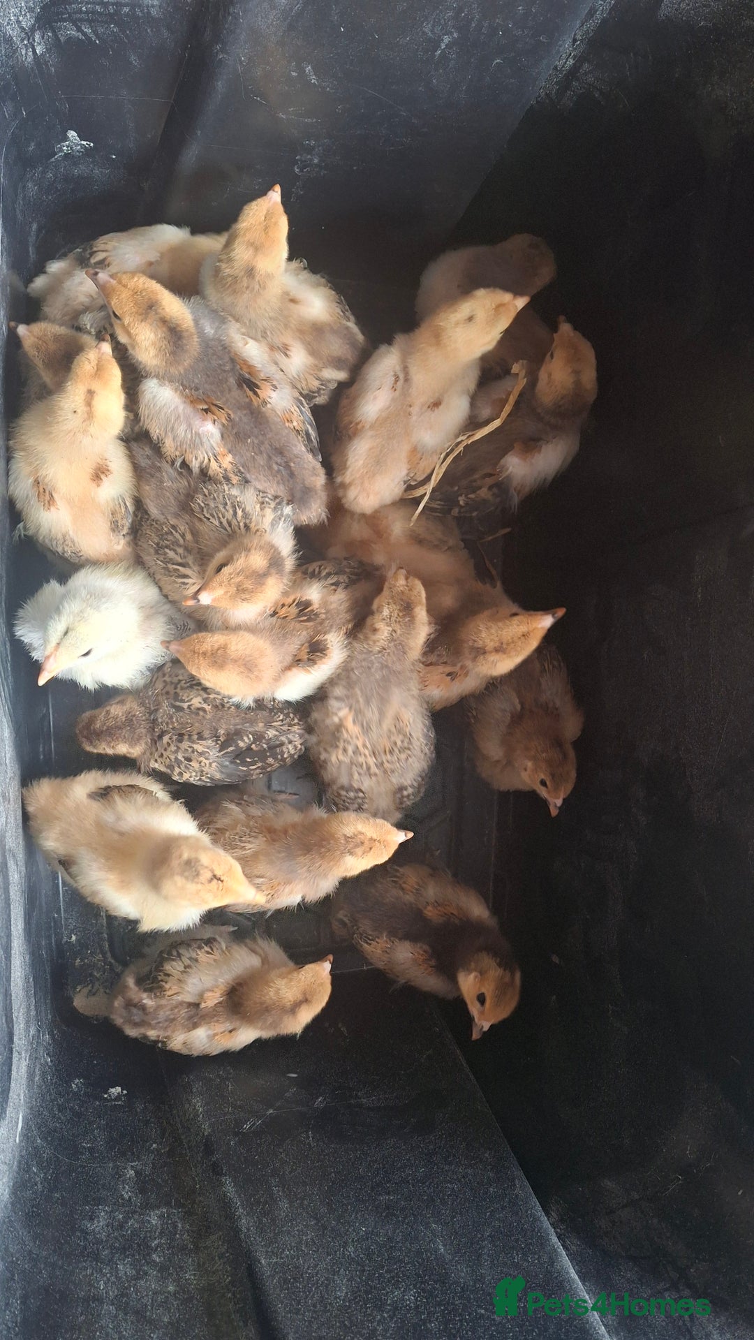 Chickens poultry for sale: Brahma chicks available  - Image 2
