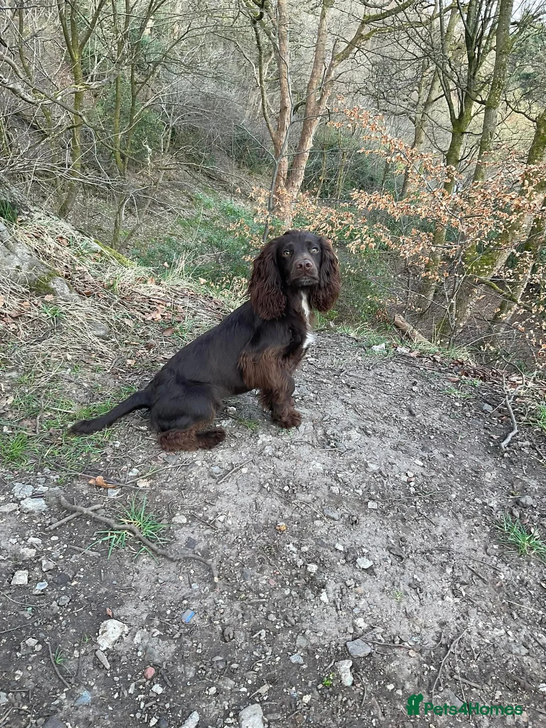 Cocker Spaniel dogs for stud: 100% Cocker spaniel proven stud - Advert 6