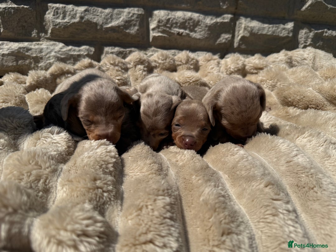 Miniature Dachshund dogs for stud: Tommy Isabella dapple long haired  - Advert 3