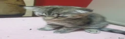 Mixed Breed cats for sale: Boy and girl - Advert 12