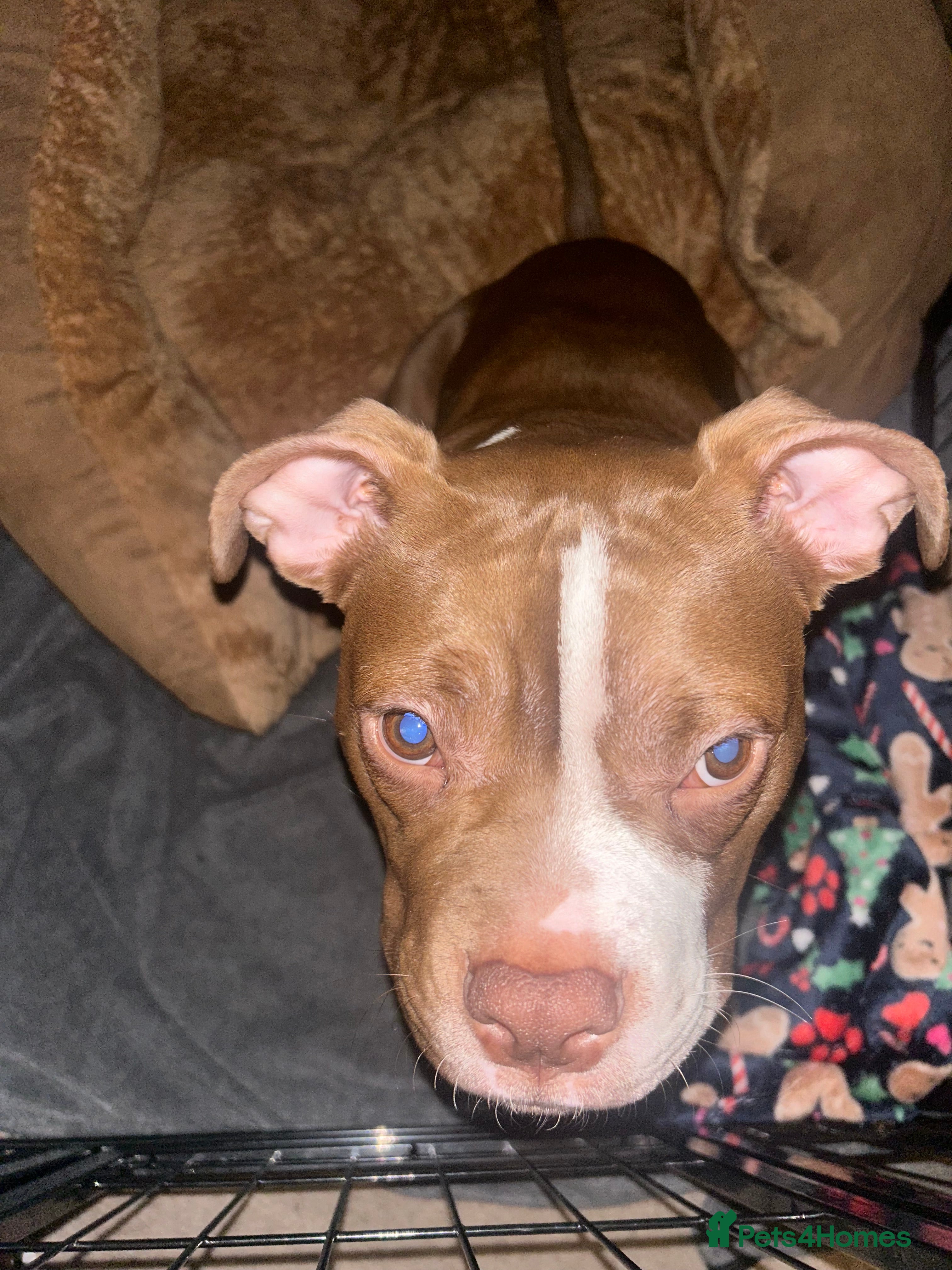 American Bully dogs Cali the classic pocket bully  - Advert 18