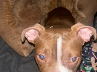 American Bully dogs Cali the classic pocket bully - Advert 18