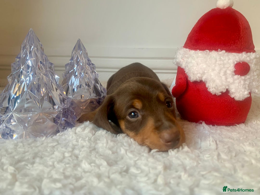 Miniature Dachshund dogs for sale: Pra clear miniature dachshunds - Image 5