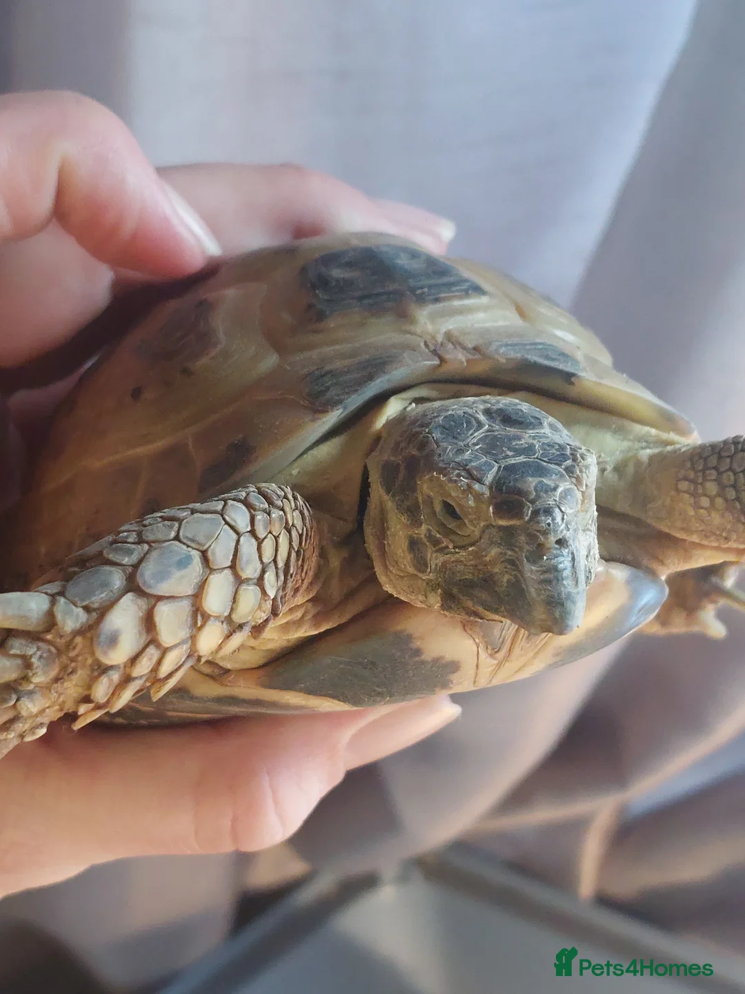 Tortoise reptiles for sale: Horsefield tortoises  in Coalville - Advert 2