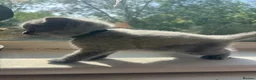 British Shorthair cats for sale: British blue shorthair GIRLS ready 20th June  - Advert 22