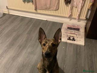 Mixed Breed dogs for sale: malinois x lurcher - Advert 1