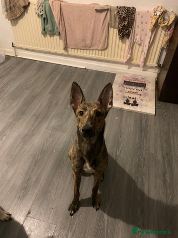 Mixed Breed dogs malinois x lurcher - Advert 1