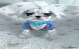 Maltese dogs for sale: 🩵Most Beautiful Full Korean Maltese 🩵 - Image 1