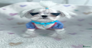 Maltese dogs - Advert 8