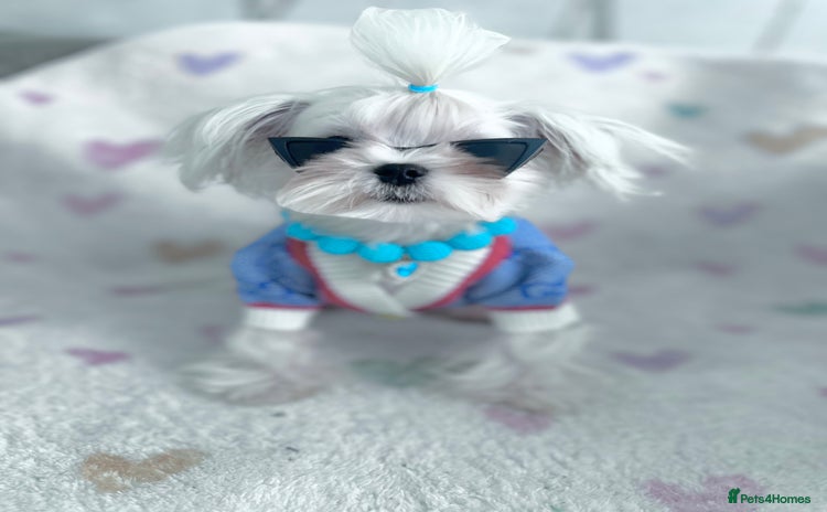 Maltese dogs - Advert 1