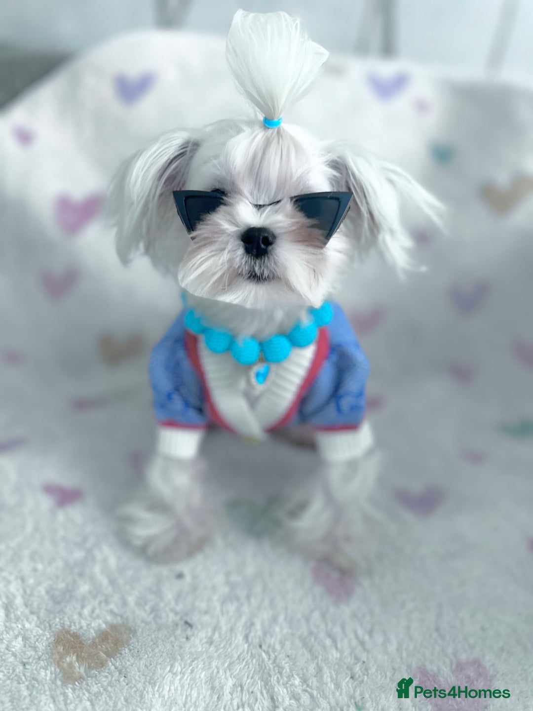 Maltese dogs for sale: 🩵Most Beautiful Full Korean Maltese 🩵 - Image 1