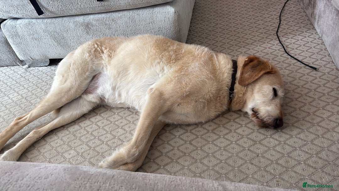 Mixed Breed dogs for sale: Harry - available for adoption  - Image 2