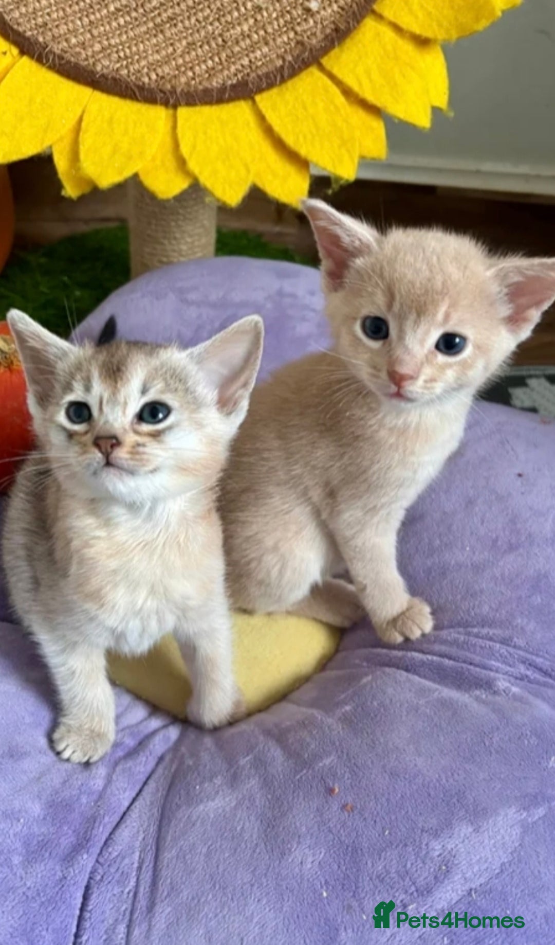 Abyssinian cats for sale: QUEEN ABYSSINIAN READY FOR STUD NOW - Advert 5