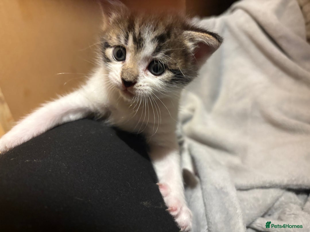 British Shorthair cats for sale: 1 boy and 1 girl - Advert 8
