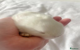 Mini Lop rabbits for sale: Mini lop babies available  - Image 13