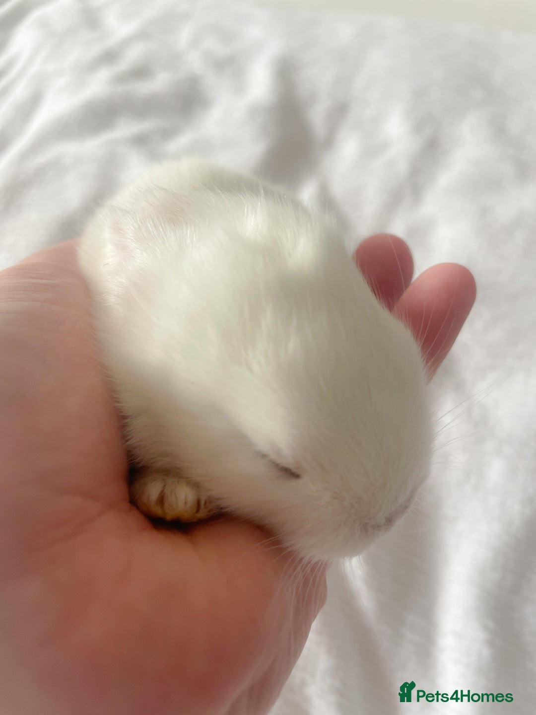 Mini Lop rabbits for sale: Mini lop babies available  - Image 13