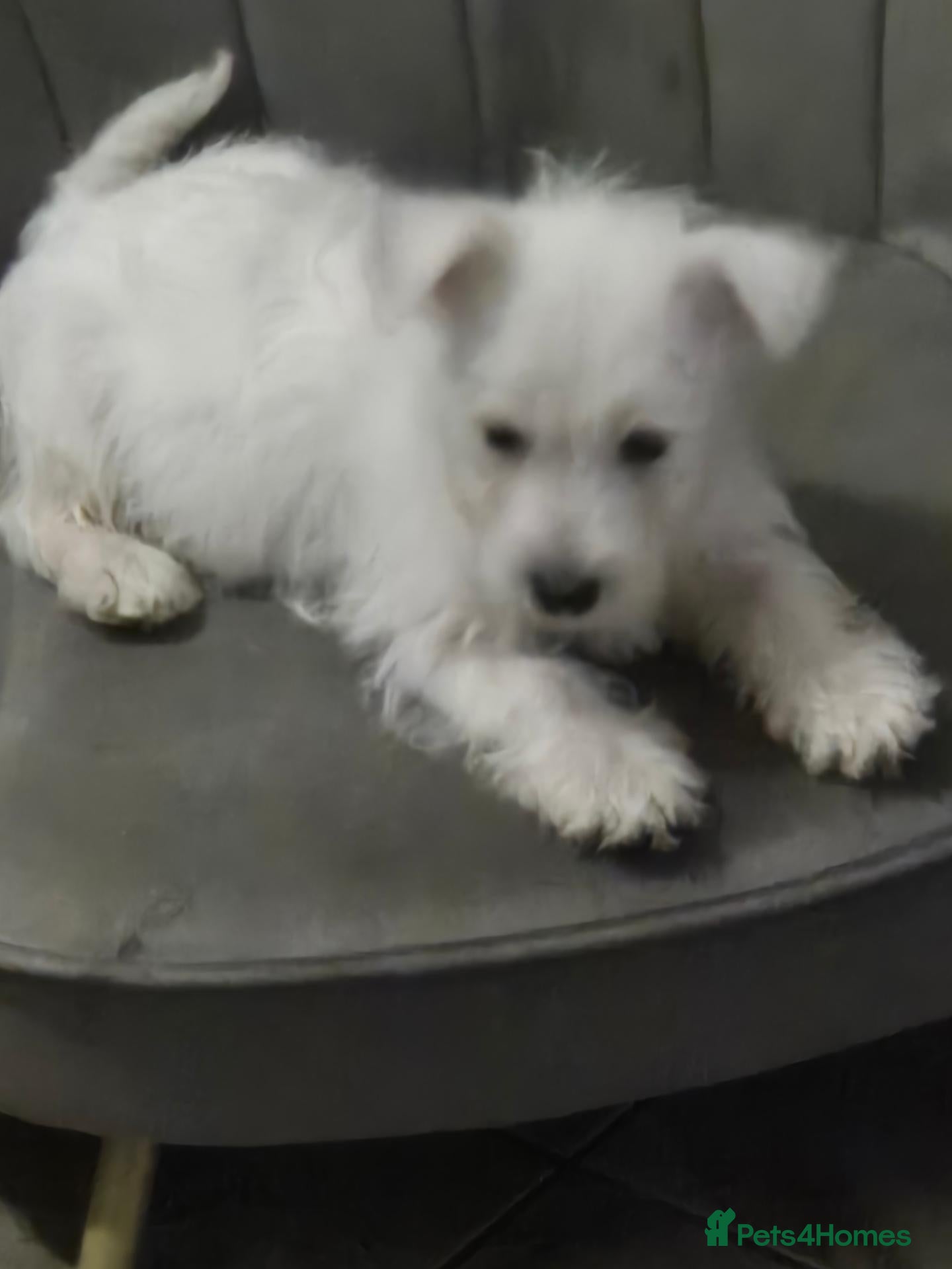 West Highland Terrier dogs 1 x little boy - Advert 16
