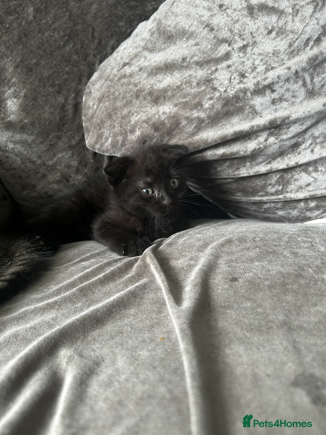 Mixed Breed cats for sale: 2 mixed breed Scottish fold kittens in Bilston - Advert 4