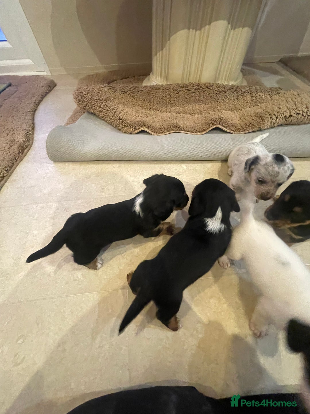 Mixed Breed dogs for sale: Sealyham terrier cross jack russel terrier  - Advert 13