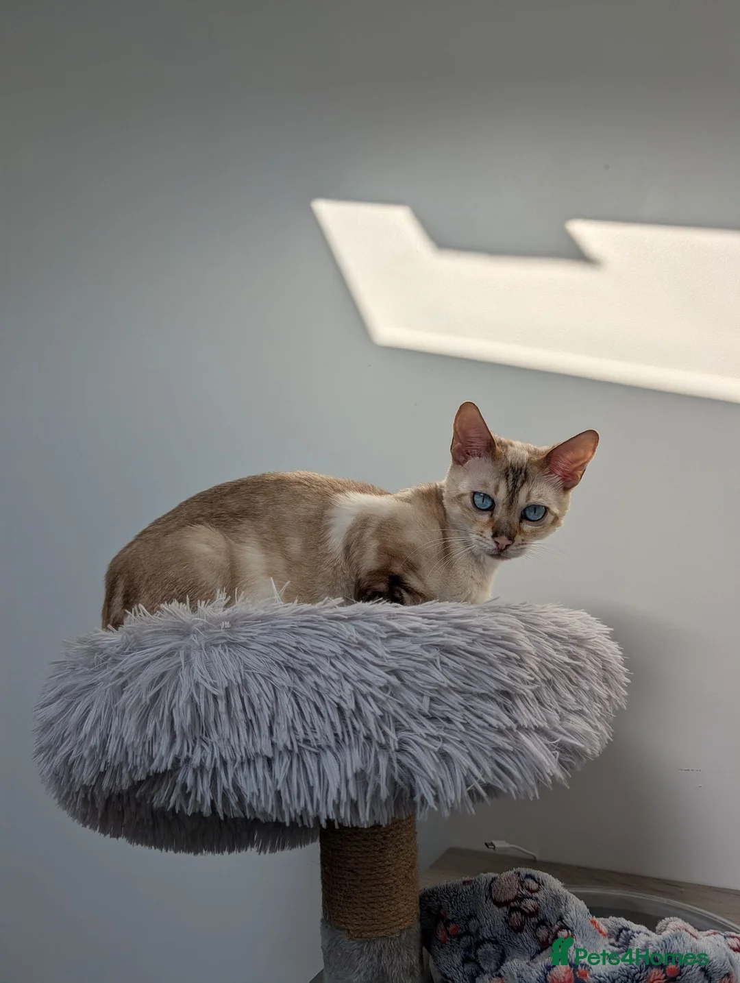 Bengal cats for sale: ☁️ BENAMESE KITTENS DUE AUGUST ☁️ - Advert 2