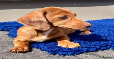 Dachshund dogs - Advert 16