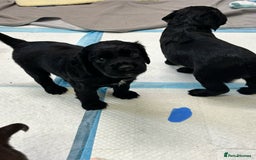 Cocker Spaniel dogs for sale: Working cocking spaniels  - Image 4