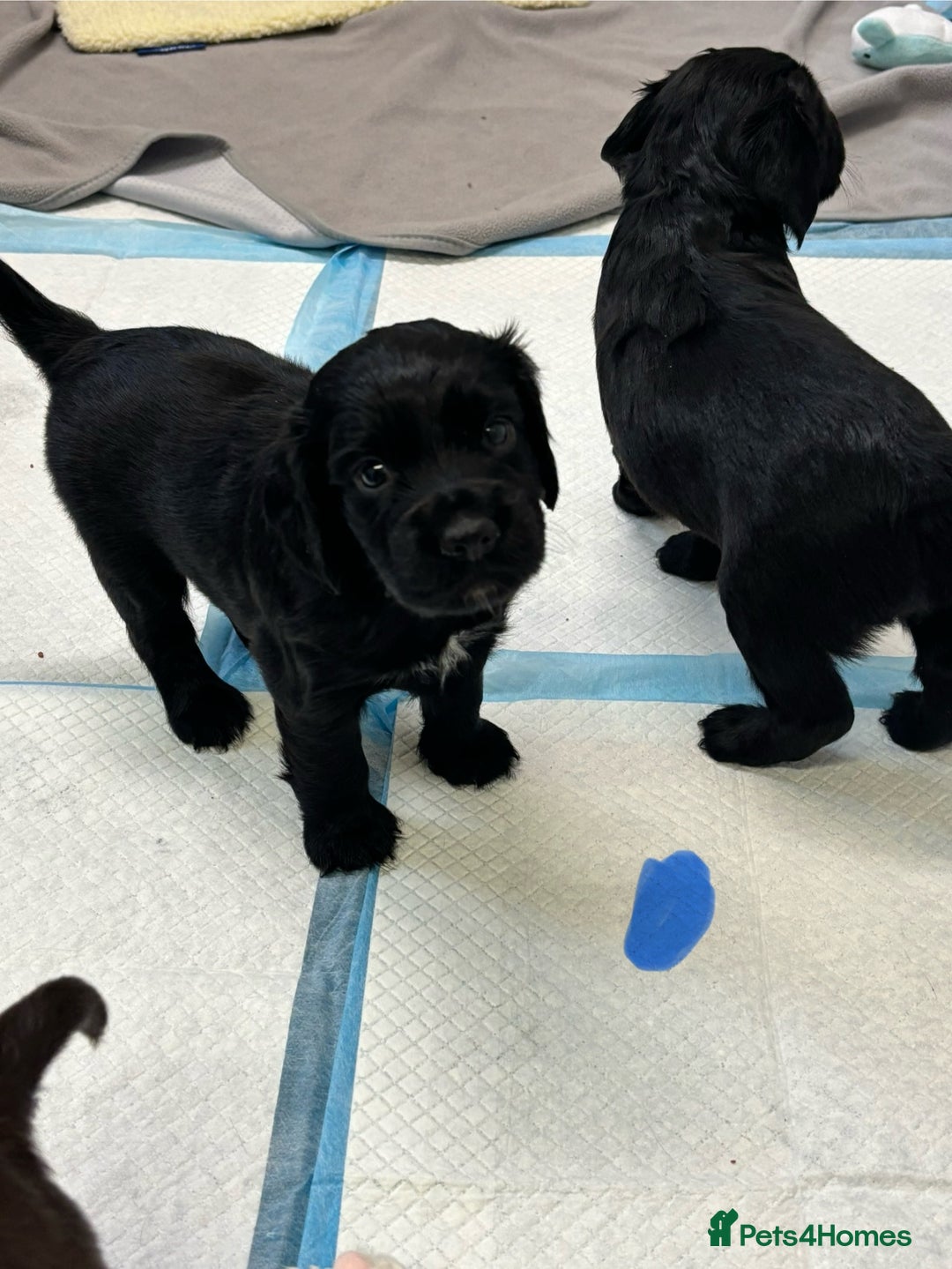 Cocker Spaniel dogs for sale: Working cocking spaniels  - Image 4