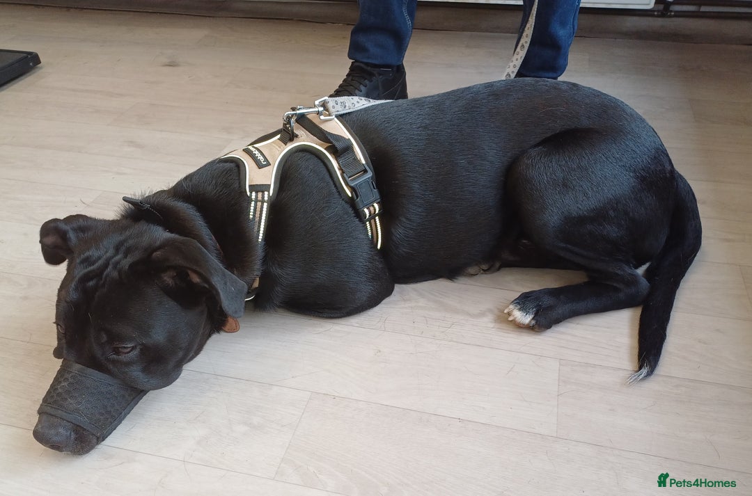 Mixed Breed dogs for adoption: SHEAMUS - a handsome boy for an experienced Owner - Image 7