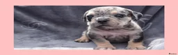 English Bulldog dogs for sale: Stunning Litter of Exotic English Bulldogs - Advert 10