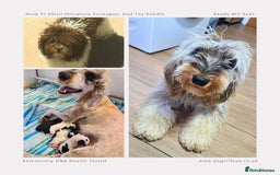 Cockapoo dogs for sale: F1b Toy Cockapoos.Roan & Chocolate.Health Tested. - Image 16