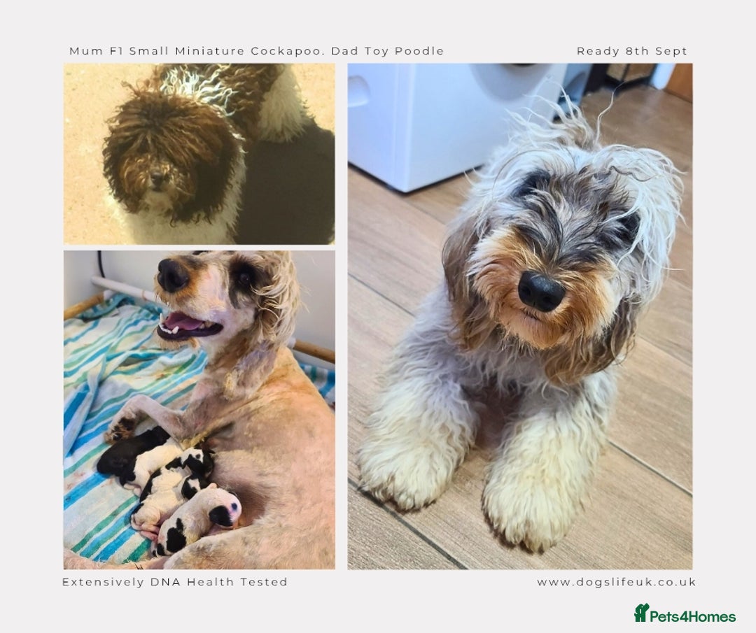 Cockapoo dogs for sale: F1b Toy Cockapoos.Roan & Chocolate.Health Tested. - Image 16