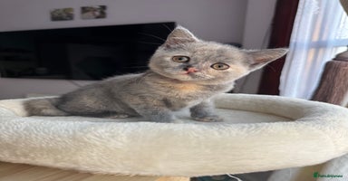 British Shorthair cats - Advert 5