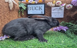 Continental Giant rabbits for sale: Pure Continental Giant Vaccinated  - Image 17