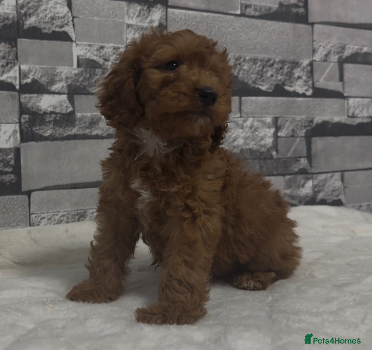 Cockapoo dogs F1 Deep Fox Red Cockapoo Boy - Advert 1